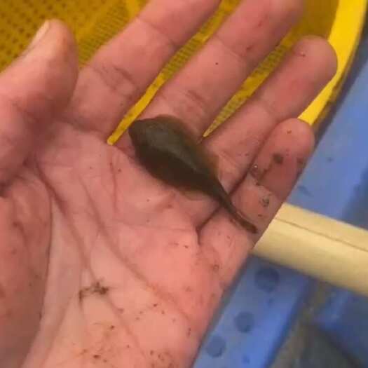 贺州石爬鱼
