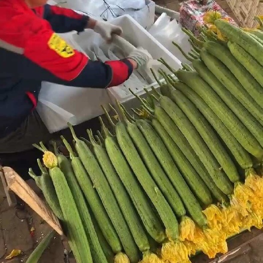 濮阳县鲜花丝瓜