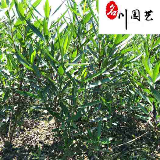 成都夹竹桃种植基地直销 粉花黄花夹竹桃批发 一手货源量大优惠