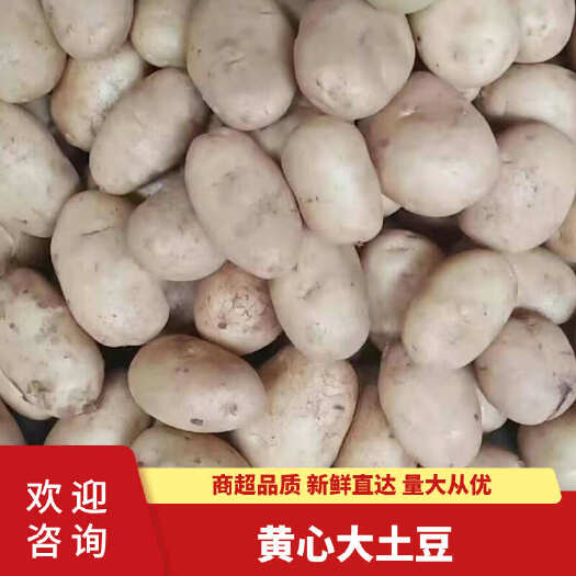 新鲜黄心土豆 黄皮大土豆批发 量大从优 品质保障