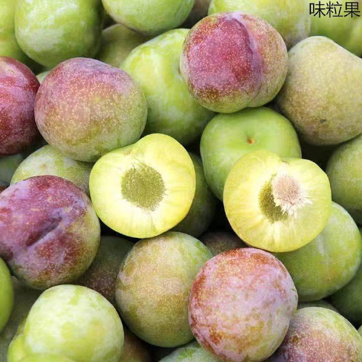 屏山县半边红李子，精品大果，现摘甜脆李子，水果新鲜品种，四川
