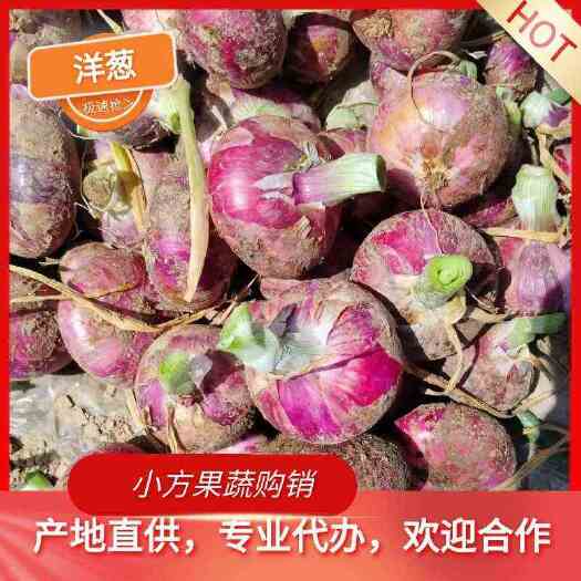 萧县安徽 当季新鲜扁二红洋葱 对接各大商超市场 批发量大从优
