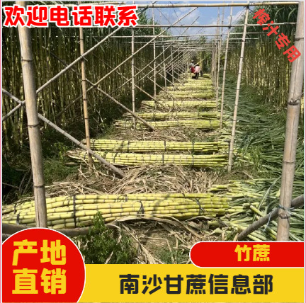 广州竹蔗，清甜可口，条高均匀，产地直发