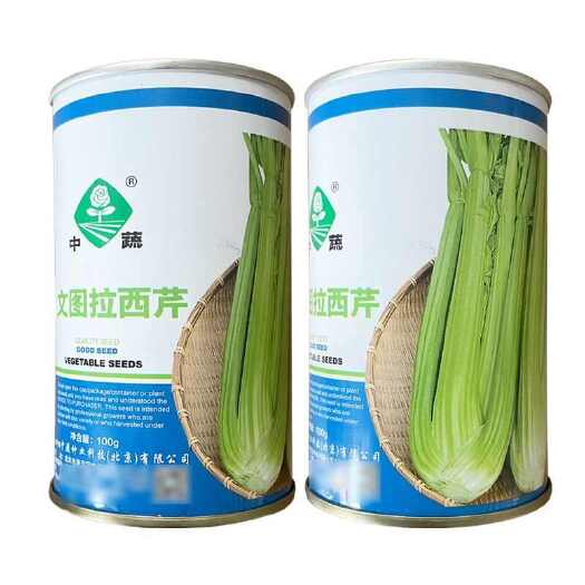 漯河文图拉西芹种子 质地脆嫩 纤维少 叶柄浅绿肥厚 基地种植