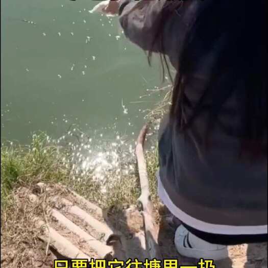 长沙EM水产饲料添加剂，鱼虾蟹池塘调水肥水益生菌免发酵