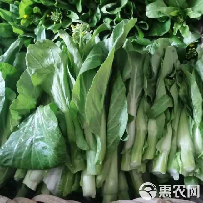 翠苔2号白菜苔种子 早熟 主苔粗 侧芽多 耐热耐寒 采收期长