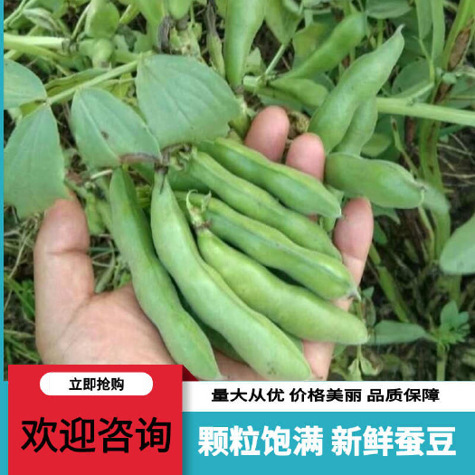 南通江苏蚕豆 新鲜新嫩 品质好 对接全国市场批发