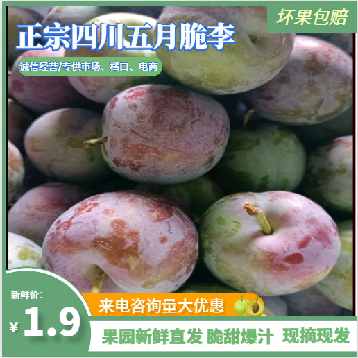 屏山县五月脆李，精品大果现摘，脆李子，水果新鲜品种