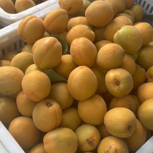 虞城县金太阳上市了
