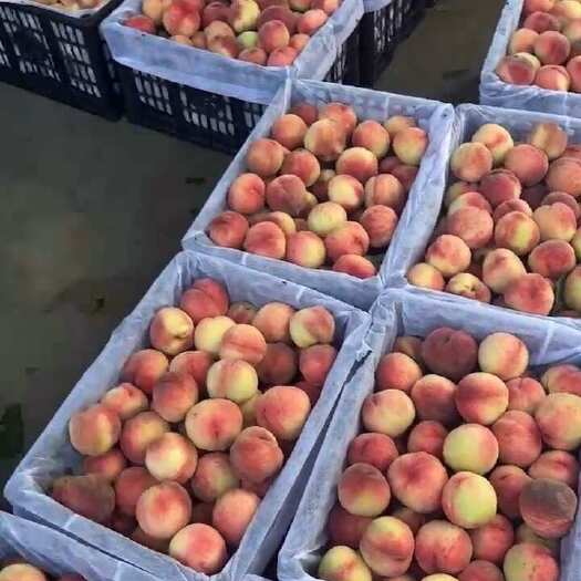 枣阳市各种品种的毛桃