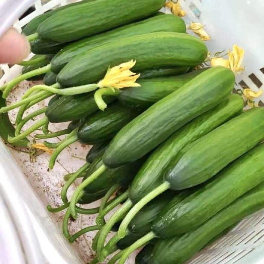 菏泽小黄瓜，黄瓜种植基地，对接全国电商、市场，欢迎联系