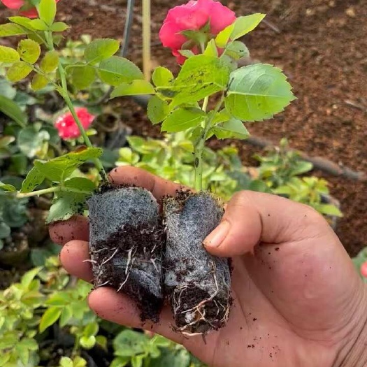 昆明红果汁无纺布杯苗￼￼￼￼