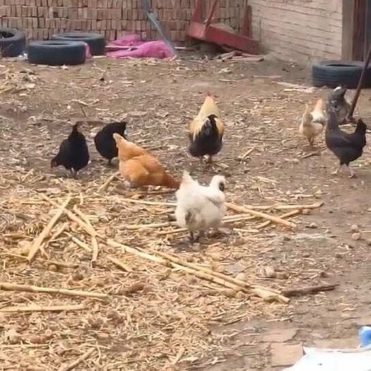 土鸡 土鸡蛋 散养 量大可以长期供应