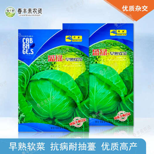 临沂邢新盛绿早熟软菜甘蓝种子甜味手撕甘蓝包心菜春种植水果甘蓝种