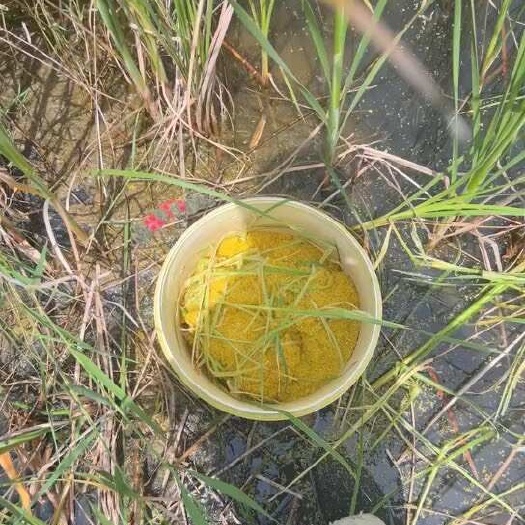 泾阳县陕西蒲黄