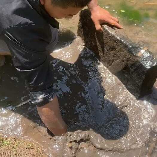 汉中黄鳝