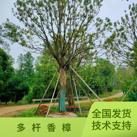 益阳多杆香樟  全冠移栽丛生香樟，丛生香樟，全冠香樟，移栽香樟。