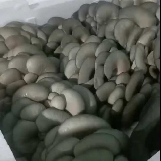 邯郸蘑菇