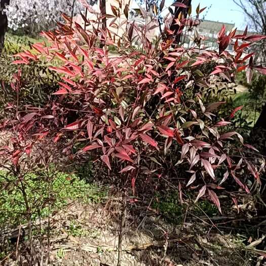 陕西红叶石楠基地-西安红叶石楠苗圃基地