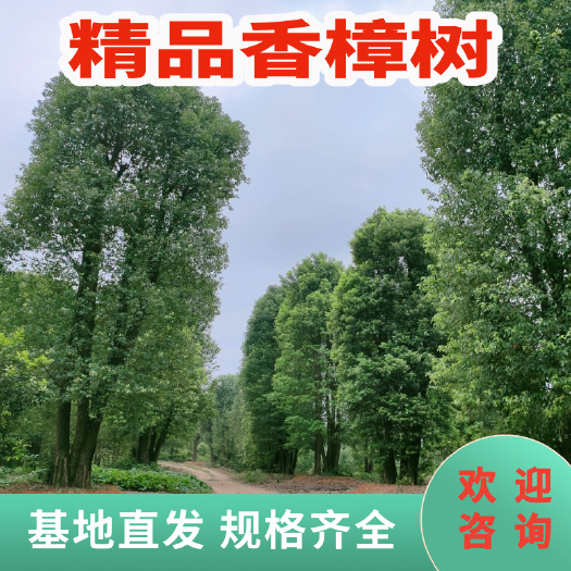 益阳香樟，移栽香樟，全冠香樟。