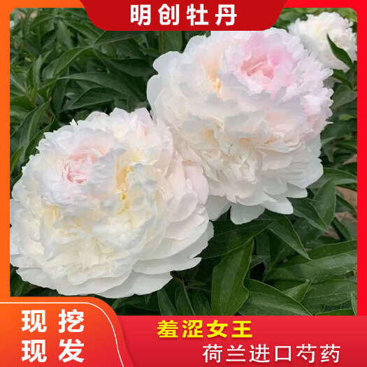 菏泽【羞涩女王芍药】精品荷兰观赏芍药 先发肥料秋季发种苗