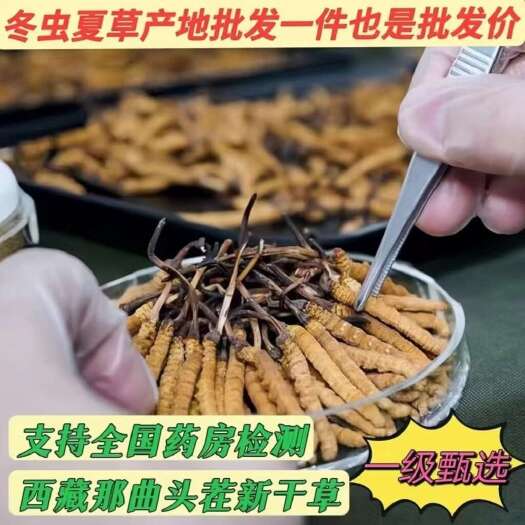 拉萨西藏那曲纯高海拔冬虫夏草头茬新干草 虫草批发 煮水煲汤泡