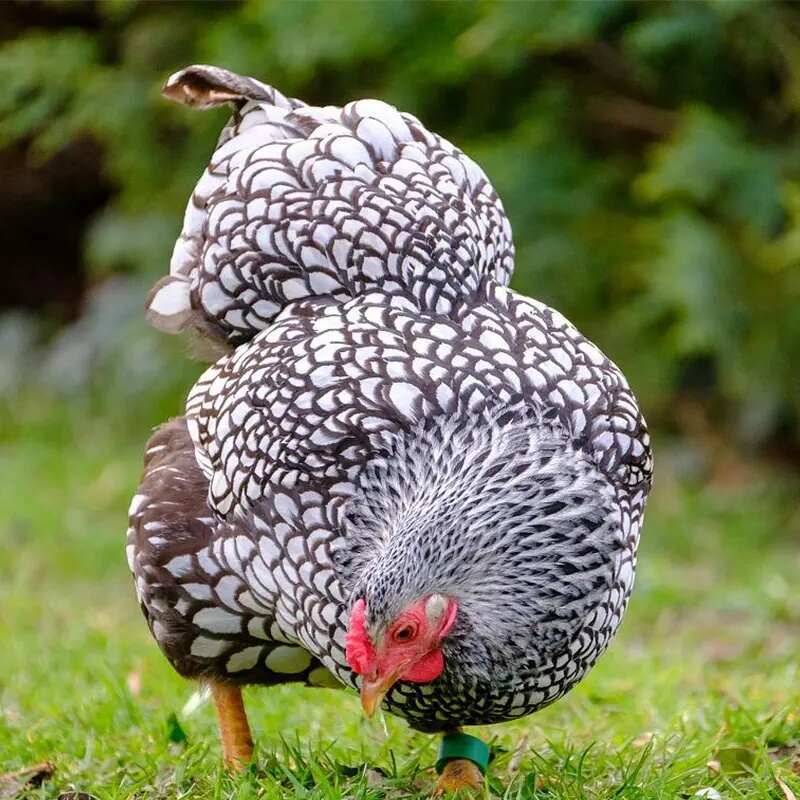 五彩鱼鳞鸡苗观赏鸡苗怀恩多特鸡苗鱼鳞鸡