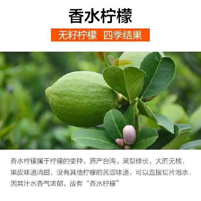 无籽香水柠檬批发新鲜奶茶店专用柠檬一级青柠无籽薄皮厚皮