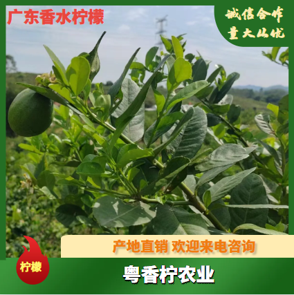 柠檬新鲜柠檬尤力克皮薄多汁奶茶水果一级果柠檬整箱