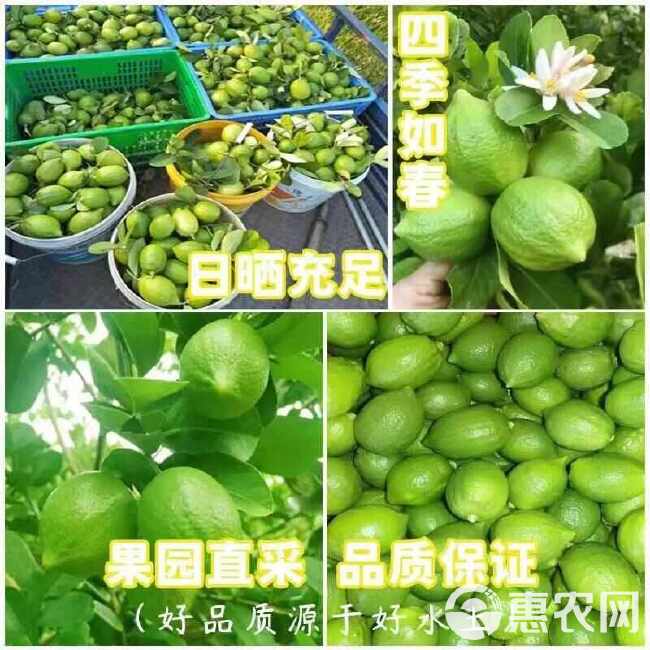 无籽香水柠檬批发新鲜奶茶店专用柠檬一级青柠无籽薄皮厚皮