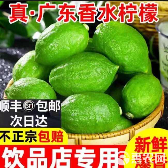 无籽香水柠檬批发新鲜奶茶店专用柠檬一级青柠无籽薄皮厚皮