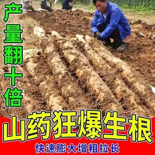 栾川县山药膨大剂拉长膨大地下根茎块茎膨大素增粗增产增收拉直防畸