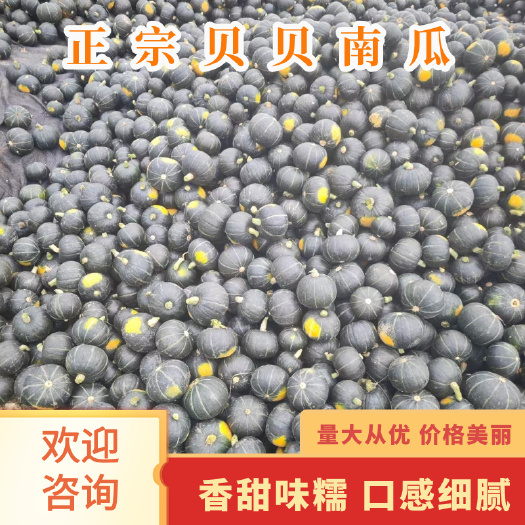 横州市精品贝贝南瓜 粉糯香甜 对接市场电商各类平台