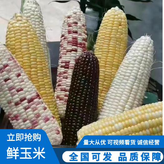 邳州市甜玉米鲜玉米 甜玉米 白糯玉米 花玉米 产地直发 可视频看货