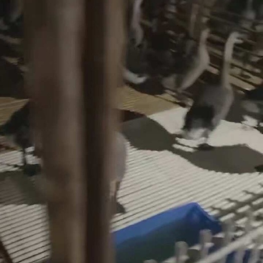 东莞市黑棕鹅