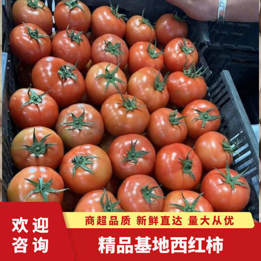精品西红柿 产地货源 大量供应 价格美丽 欢迎老板合作