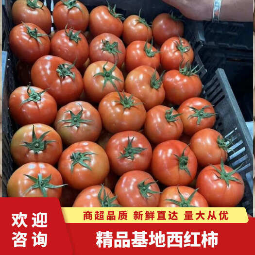 徐闻县精品西红柿 产地货源 大量供应 价格美丽 欢迎老板合作