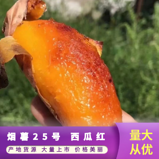 沂水县烟薯25号 西瓜红 大量上市 价格美丽 品质保障