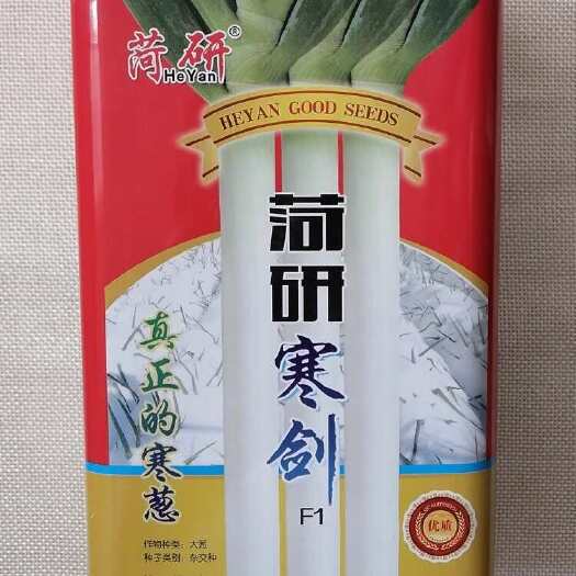 菏研寒剑大葱种子 葱白高大粗壮 耐热抗寒 基地种植