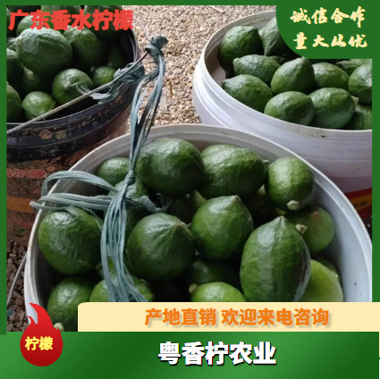 广州广东香水柠檬爆打柠檬茶新鲜10斤一级香味浓奶茶饮品专用水果