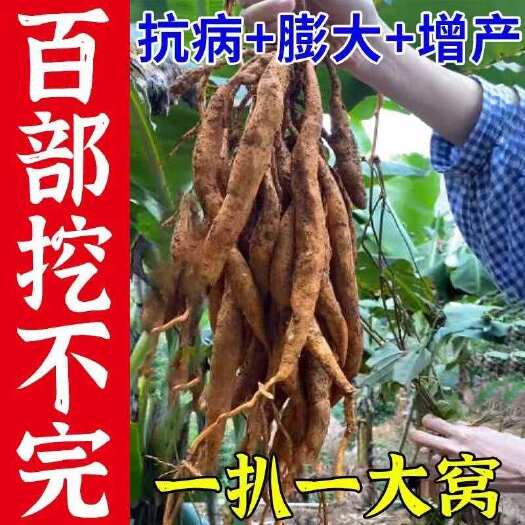 百部专用膨大素药材中药材地下根茎块茎膨大素叶面肥抗病高产正品