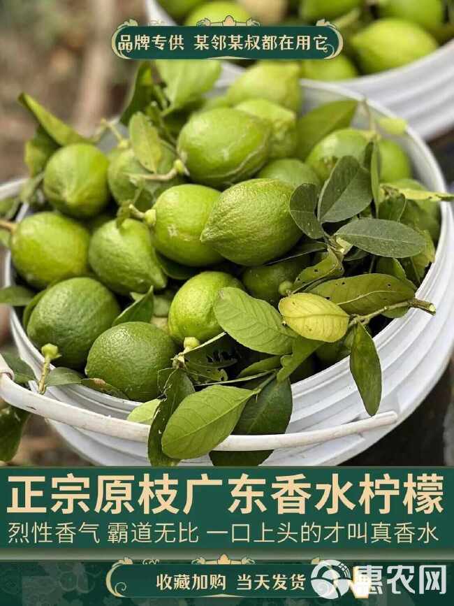 无籽香水柠檬批发新鲜奶茶店专用柠檬一级青柠无籽薄皮厚皮