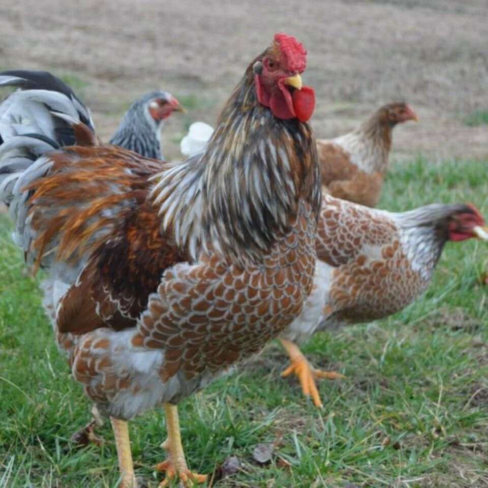 五彩鱼鳞鸡苗观赏鸡苗怀恩多特鸡苗鱼鳞鸡