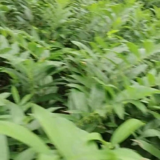  关玉竹