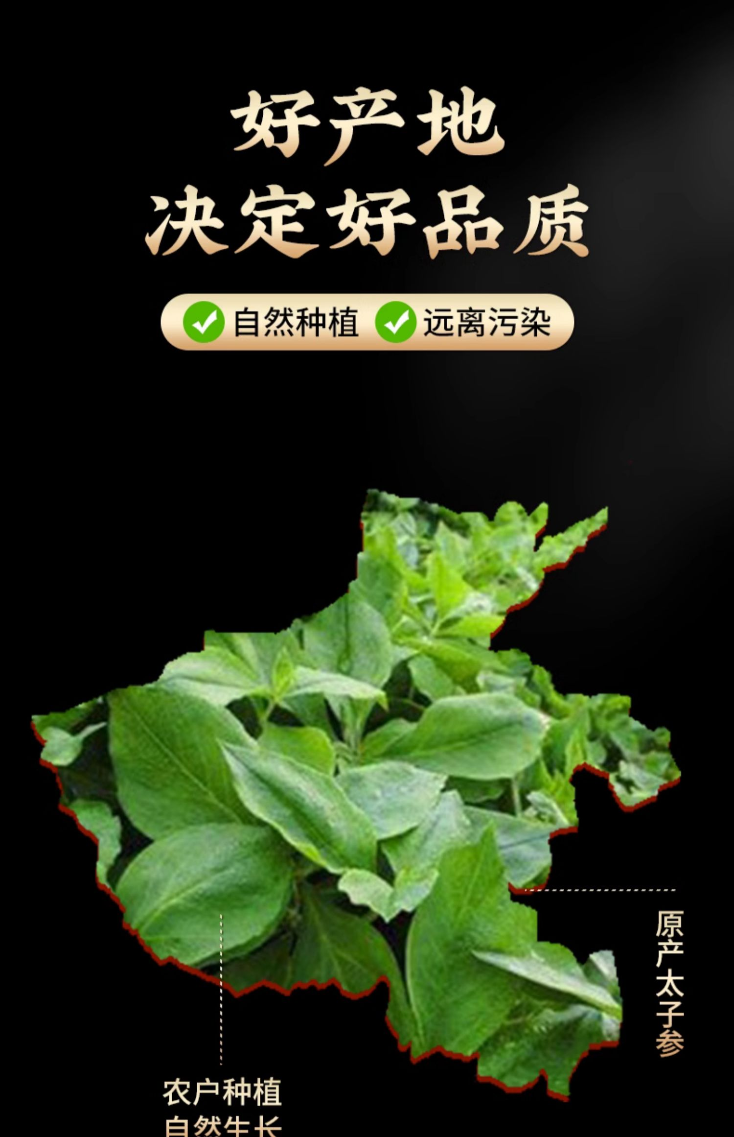 太子参童参贵州太子参儿童煲汤材料非中药材