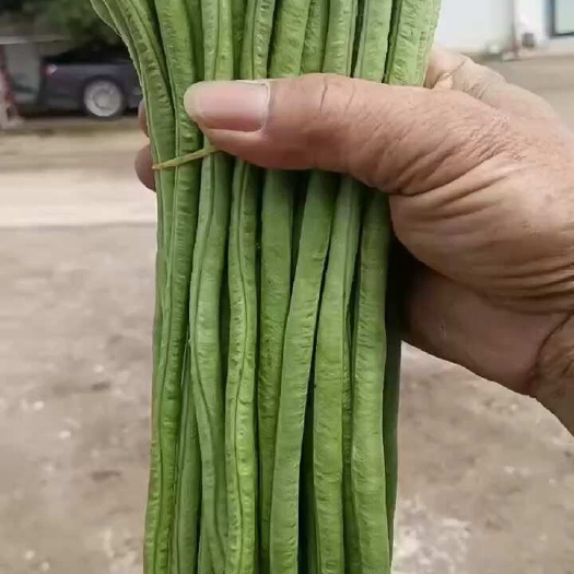 南宁豆角