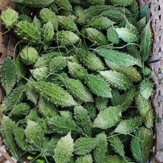可生吃新鲜金铃子西双版纳小苦瓜泰傣哈尼布朗特色新鲜蔬菜吃播