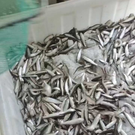 当阳市马口鱼