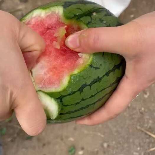 青州市自己家种的绿色西瓜，主打一个绿色自然授粉2k