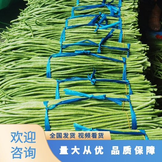 徐闻县精品长豆角青条，白条， 产地直发 可视频看货对接各大市场商超